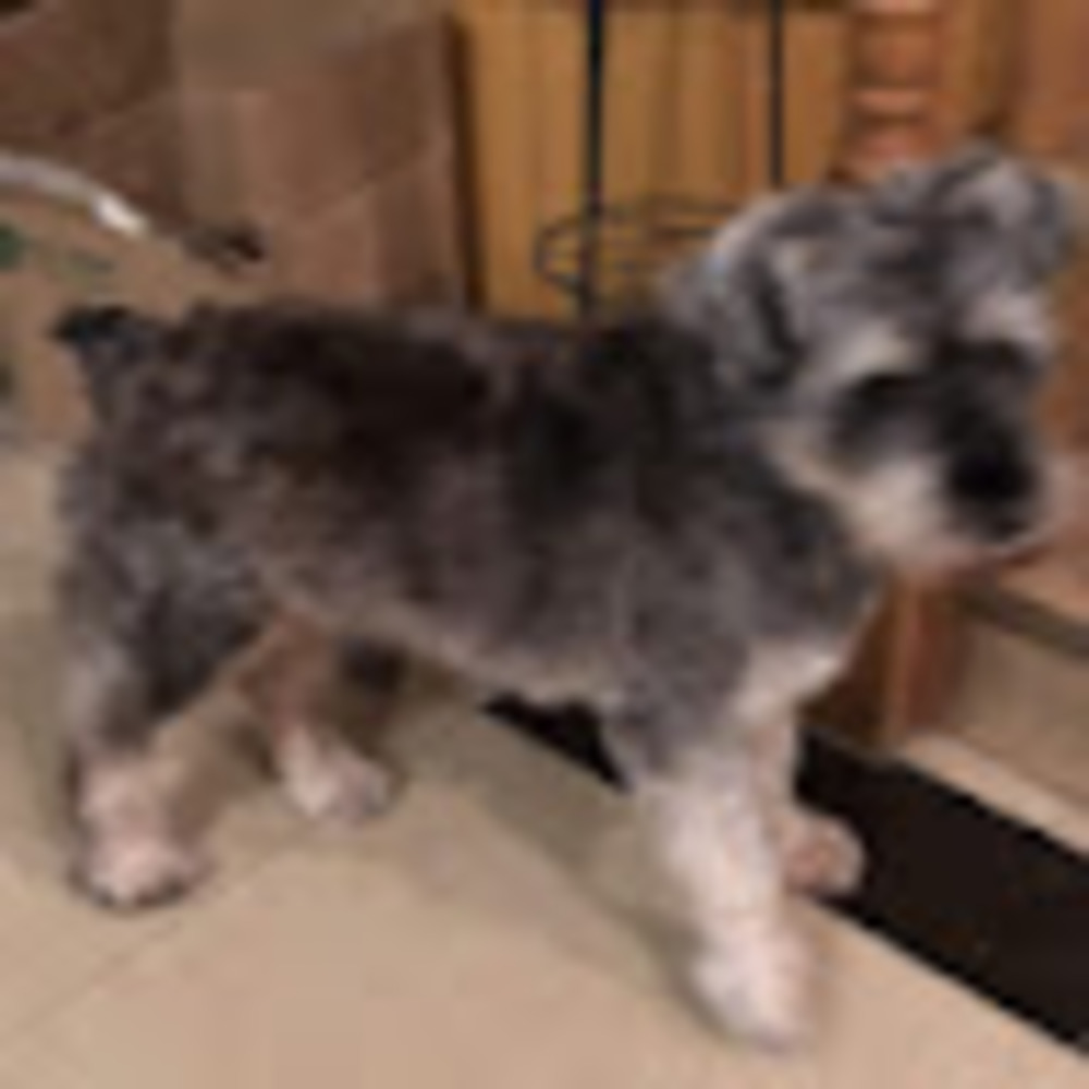 Meet your Posher, Zhu
